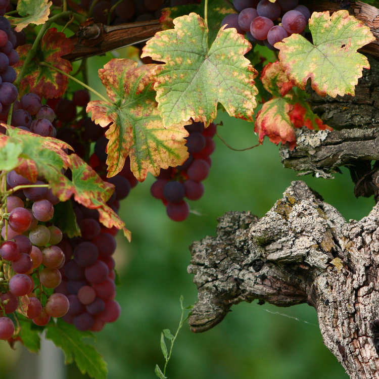 vigne_vin_blanc_alsace@750x750.jpg
