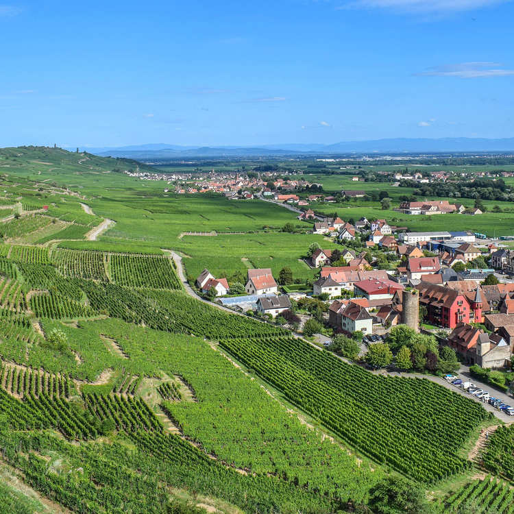 vignoble_alsace_tourisme_colmar@750x750.jpg